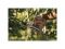 Секатор плоскостной металлический FISKARS Plus P531