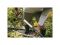 Вилы садовые White FISKARS