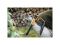 Пила садовая SW75 FISKARS Xtract