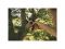 Секатор плоскостной FISKARS Plus Smartfit  P541