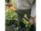 Вилы для компоста Solid FISKARS(Возможны артикулы 1070674   или 1003459)